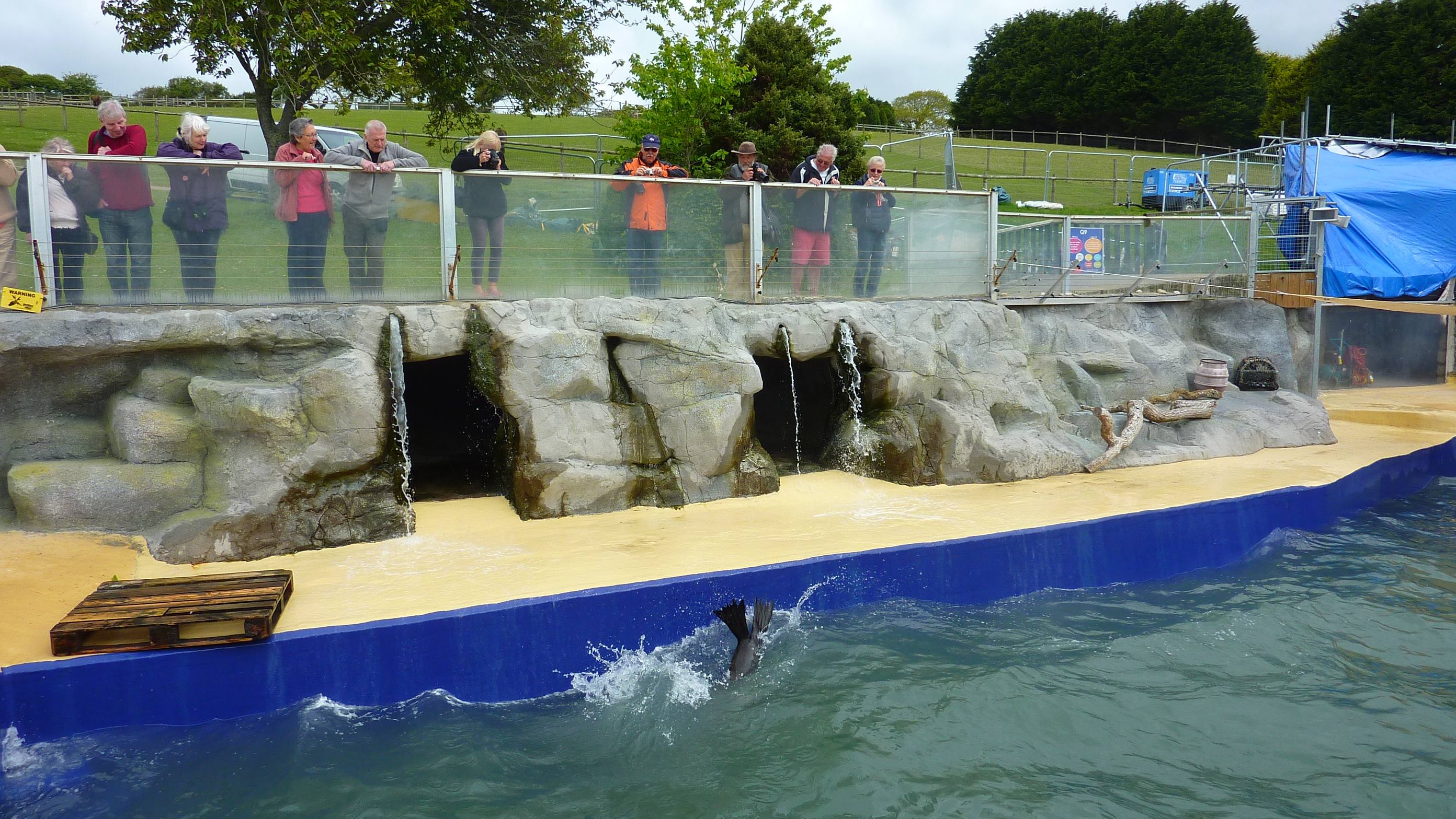 The Cornish Seal Sanctuary at Gweek — rescued grey seals being fed in a recovery pool, surrounded by a small crowd of visitors.